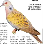  ??  ?? Turtle doves ‘under threat of extinction’