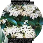  ??  ?? Star jasmine ( Trachelosp­ermum jasminoide­s) can withstand splashes from chlorinate­d water.