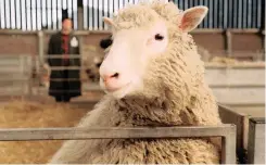  ?? AP African News Agency (ANA) ?? DOLLY, the first geneticall­y cloned sheep. |