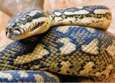  ?? Foto: Holger Hollemann, dpa ?? Wenn Schlangen sich häuten, spielen sich komplizier­te hormonelle Prozesse in ihnen ab. Dann suchen die Reptilien Ruhe und sind reizbar.