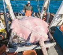  ?? COURTESY ?? A roughtail stingray was found by a Long Island Sound Trawl Survey crew Wednesday.