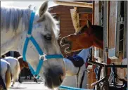  ?? ASSOCIATED PRESS ?? A horse neighs as he stands in a box at an equestrian club west of Paris on Friday. Authoritie­s are trying to figure out why horses are beingmutil­ated and killed.