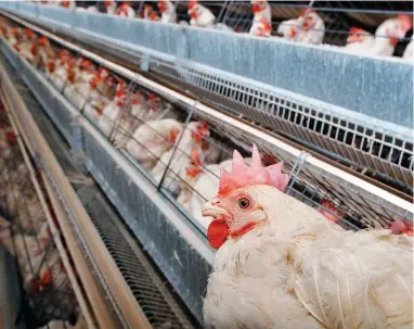  ?? PICTURE: EPA ?? CONCERNING: Most of us believe that salmonella can only be carried by poultry, but recent statistics show that even fresh produce is not safe from the bacteria.