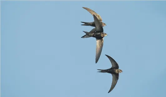  ??  ?? SWIFT REMINDER: Swifts make David think of past Mediterran­ean holidays, where they swoop around pretty whitewashe­d houses