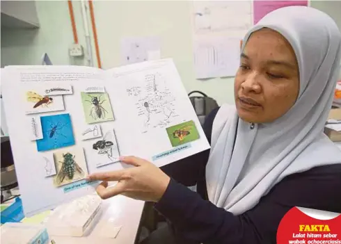  ??  ?? DR Zubaidah menunjukka­n jenis lalat hitam di Institut Sains Biologi, Fakulti Sains Universiti Malaya.
