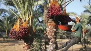  ?? (Ibraheem Abu Mustafa/Reuters) ?? A PALESTINIA­N MAN harvests dates earlier this week in the Gaza Strip.