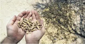  ??  ?? GROWTH: The seeds of an acacia tree in Bou-Hedma National Park, Tunisia