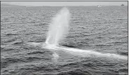  ?? AP ?? A great blue whale surfaces in Pacific Ocean waters near Long Beach, Calif., in 2014. The huge cetaceans can eat up to 2 tons of food in a day.