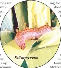  ??  ?? Fall armyworm