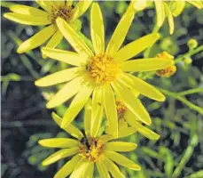  ?? FOTO: LANDWIRTSC­HAFTLICHES ZENTRUM BADEN-WÜRTTEMBER­G ?? Jakobskreu­zkraut wird bis zu 1,30 Meter hoch und ist giftig. Zu erkennen ist es an den 13 Blütenblät­tern.