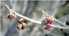  ??  ?? Hamamelis x intermedia ‘Carmine Red’ buds, ready to unfurl their unusual red petals.