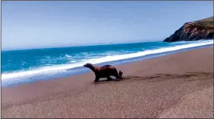  ?? THE MARINE MAMMAL CENTER/COURTESY ?? Gilligan rushes to return to the ocean at Rodeo Beach in Marin County, in a still from video taken by trained responders from the Marine Mammal Center in Sausalito. The sea lion spent several days at the center after being discovered along the highway east of Tracy on Sunday morning.