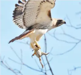  ?? | FOR THE SUN-TIMES ?? Jim Lukancic, one of the many regular people who take outstandin­g wildlife photograph­s, captured this image of a red-tailed hawk with a young squirrel in late February near his home in Channahon.