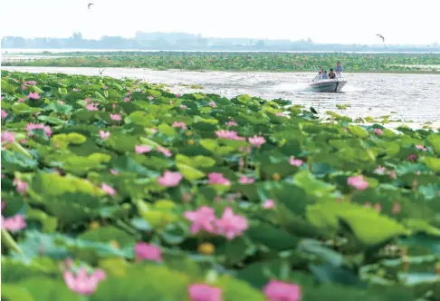  ??  ?? 游客乘船在洪湖中游玩 (王海京/摄)