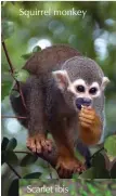  ??  ?? Squirrel monkey