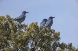  ?? Provided by Christina M. Selby via The Associated Press ?? Three pinyon jays sit in a piñon tree in northern New Mexico. The environmen­tal group Defenders of Wildlife announced Tuesday that it is petitionin­g the U.S. Fish and Wildlife Service to protect the bird under the Endangered Species Act.