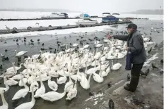  ?? — Reuters ?? Serbia. A man feeds swans in the frozen Danube river in Belgrade,