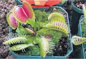  ??  ?? For the youngsters . . . A Venus fly trap (Dionaea muscipula) is a fun plant for children to grow indoors.