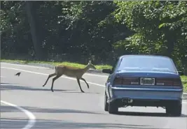  ?? Darrell Sapp / Post-Gazette ?? A white-tailed deer runs across Riverview Drive in Riverview Park on the North Side.