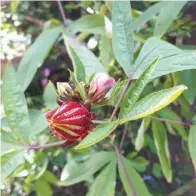  ??  ?? Roselle is one of the edible flowers that grow in the garden.