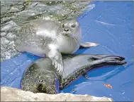  ??  ?? The seals are back at the Scottish Sealife Centre in Barcaldine.
