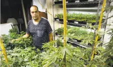  ?? Michael Macor / The Chronicle ?? Alexis Bronson grows cannabis clones. He is still waiting for a larger space under Oakland’s marijuana equity program.