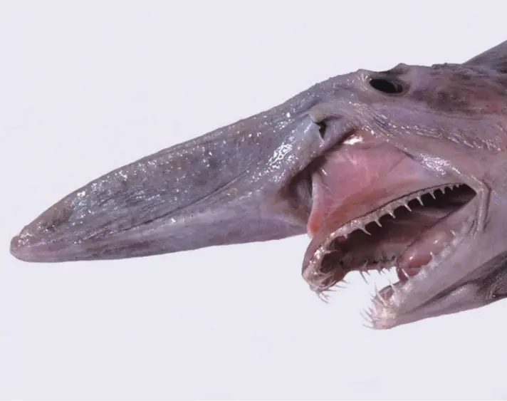  ?? ?? ► En la imagen, un tiburón duende, considerad­o un fósil viviente.