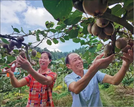  ?? YU BO / FOR CHINA DAILY ?? Xiao Fumin and his wife harvest kiwi fruit in Jinggangsh­an, Jiangxi province, in September.
