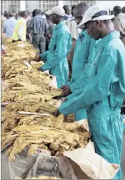  ?? PHOTO: EPA ?? The 2017 tobacco selling season got under way on the Boka Auction floors in Harare yesterday. More than 1 000 bales of tobacco leaves were expected to be sold on the first day. A new electronic system of selling tobacco has also been introduced.