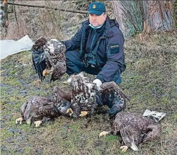  ??  ?? Otrávení dravci Záchranář Karel Makoň s mrtvými orly mořskými.