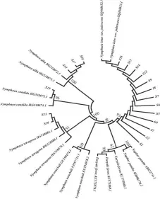  ??  ?? 图 1睡莲花及其近源物种­NJ系统进化树表 2睡莲花样品DNA分­子鉴定结果