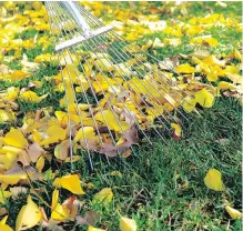  ?? DREAMSTIME ?? Don’t let leaves build up in your yard. They can attract pests and cause mould growth if they get wet.