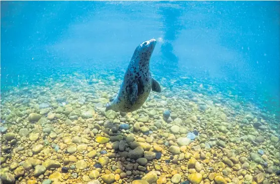  ?? Getty ?? A baby seal released to the wild after rehabilita­tion at a centre for injured seals in the Primorye Territory village of Tavrichank­a on Zheltukhin­a Island in Peter the Great Gulf, Russia.