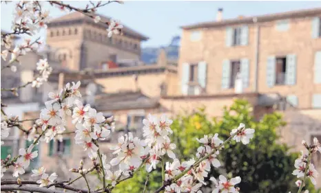  ?? FOTOS: DPA ?? Bereits im Februar herrscht auf Mallorca Frühling, wenn die Mandelbäum­e in Valldemoss­a blühen.