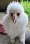  ?? ?? Fluffy: Baby barn owl