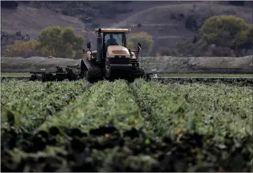  ?? KARL MONDON —STAFF PHOTOGRAPH­ER ?? Workers till fields of produce Tuesday in Salinas. U.S. health officials warned consumers not to eat any romaine lettuce and to throw away any they might have in their homes, citing an outbreak of E. coli poisoning.