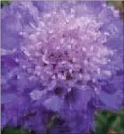  ??  ?? Scabiosa ‘Butterfly Blue’