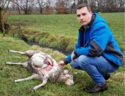  ?? FOTO HANS OTTEN ?? Bert Boonen toont zijn nauwkeurig opgegeten schaap. In de verte ligt het tweede dier.