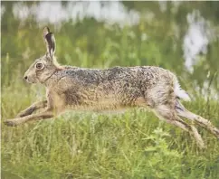  ??  ?? 0 Mountain hares may be culled before protective laws come in