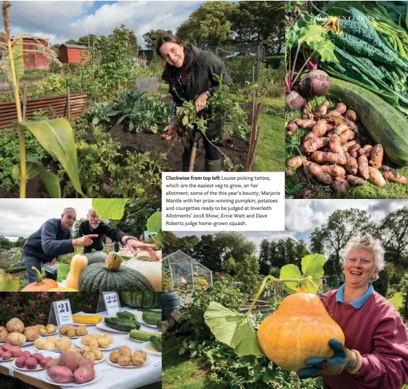  ??  ?? Clockwise from top left Louise picking tatties, which are the easiest veg to grow, on her allotment; some of the this year’s bounty; Marjorie Mantle with her prize-winning pumpkin; potatoes and courgettes ready to be judged at Inverleith Allotments’ 2018 Show; Ernie Watt and Dave Roberts judge home-grown squash.