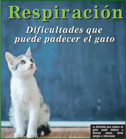  ??  ?? La dificultad para respirar en gatos puede deberse a diversas causas, desde alergias a infeccione­s