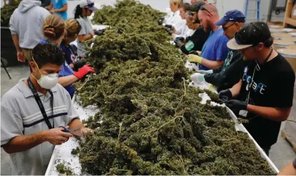  ??  ?? Farm-workers remove stems and leaves from newly-harvested marijuana plants, at Los Suenos Farms, America’s largest legal open air marijuana farm, in Avondale, southern Colorado. For the fall 2016 harvest, the farm’s 36-acres yielded five to six tons....