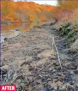  ??  ?? Blighted: More tyres and a metal tank ruin a bucolic scene Back to nature: After the charity has cleared the riverbank AFTER