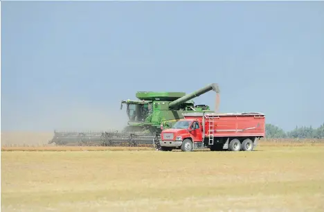  ?? BRYAN SCHLOSSER/FILES ?? Canada will see its lentil production jump 36 per cent this year to a record 3.2 million tonnes.