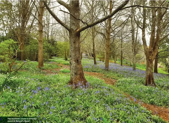  ?? ?? The bluebells create a romantic scene at Roland’s Wood