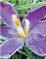  ?? Picture: REX ?? Crocuses, above, and snowdrops frozen in Berkshire as winter bites yesterday