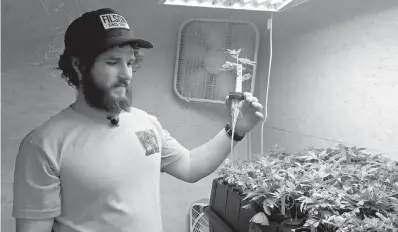  ?? AP Photo/Gillian Flaccus ?? ■ Matthew Miller of Millervill­e Farms looks over a marijuana seedling April 5, 2017, in Cave Junction, Ore. Oregon will require cultivator­s growing outdoor marijuana for general use to notify the state when they plan to harvest. The policy takes effect today and is the first of its kind among states that have legalized marijuana. It is intended to ensure legally grown Oregon weed isn’t being transporte­d out of state.