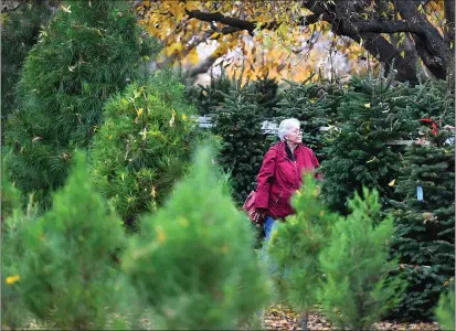  ?? PHOTOS BY CHRIS RILEY — THE REPORTER ?? Debra Nava, of Orangevale, finds the perfect tree as she walks through the Silveyvill­e Christams Tree Farm in Dixon on Tuesday.