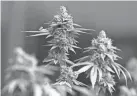  ?? FILE PHOTO ?? The Ohio State Medical Marijuana Program has issued a recall for some plant material products sold to Ohio dispensari­es by cultivator Galenas LLC.