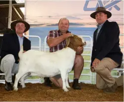  ??  ?? BOTTOM: The highest-priced Boer Goat ewe, which sold for R50 000, with (from left): André van Zyl (auctioneer), Casper Byleveld (seller) and Mario Kruger (OVK). PhotoS: Gavin Is ted